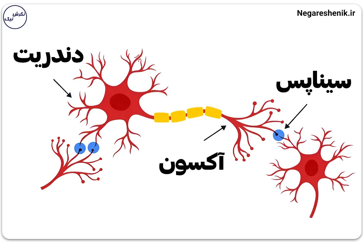 ساختار نورون دندریت و آکسون و سیناپس